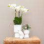 Witte orchidee en Rhipsalis in sierpotten